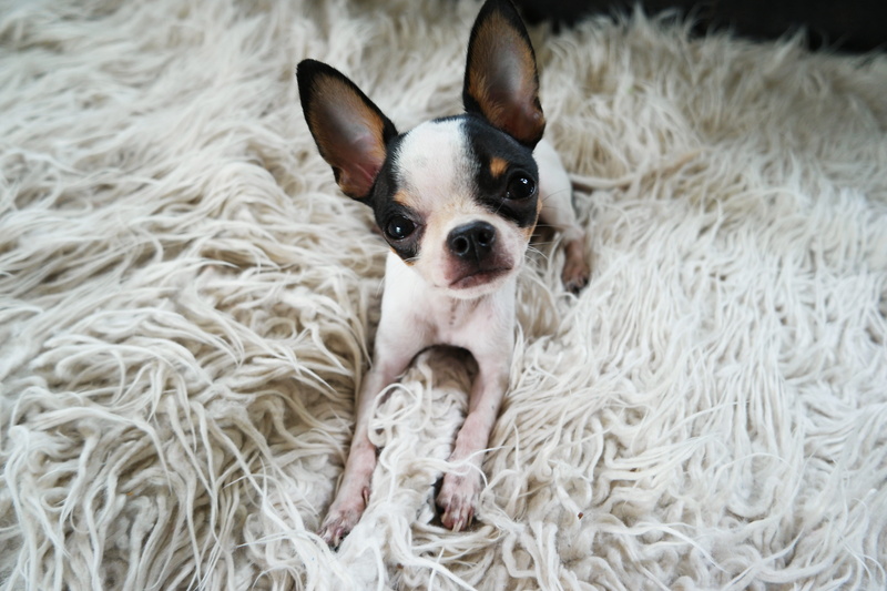 pets, young, eyes, animal themes, one animal, tiny, domestic animals, furry, domestic, small, adorable, animal, young animal, cute, white, no people, charming