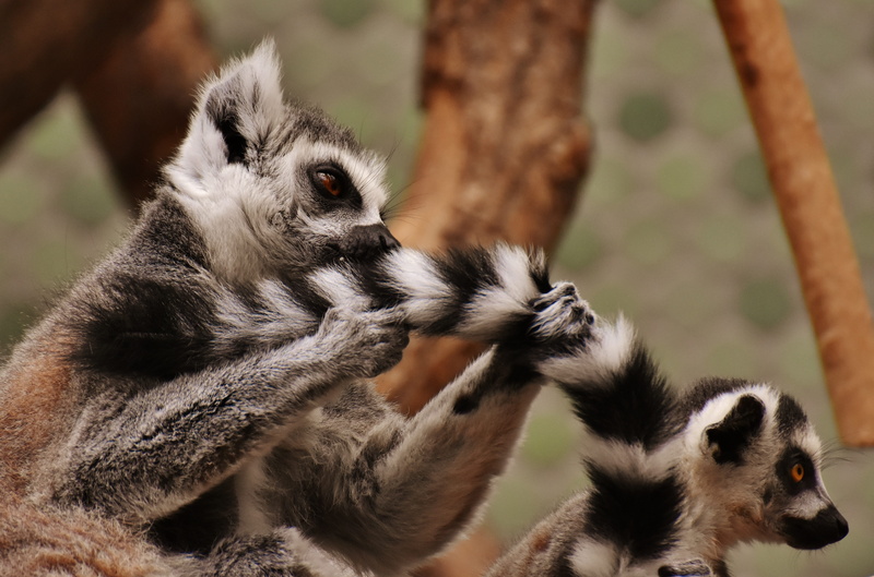 animal wildlife, primates, day, one animal, cute, sweet, no people, primate, close-up, young animal, tree, mammal, 5K, lemur, animal family, two, black