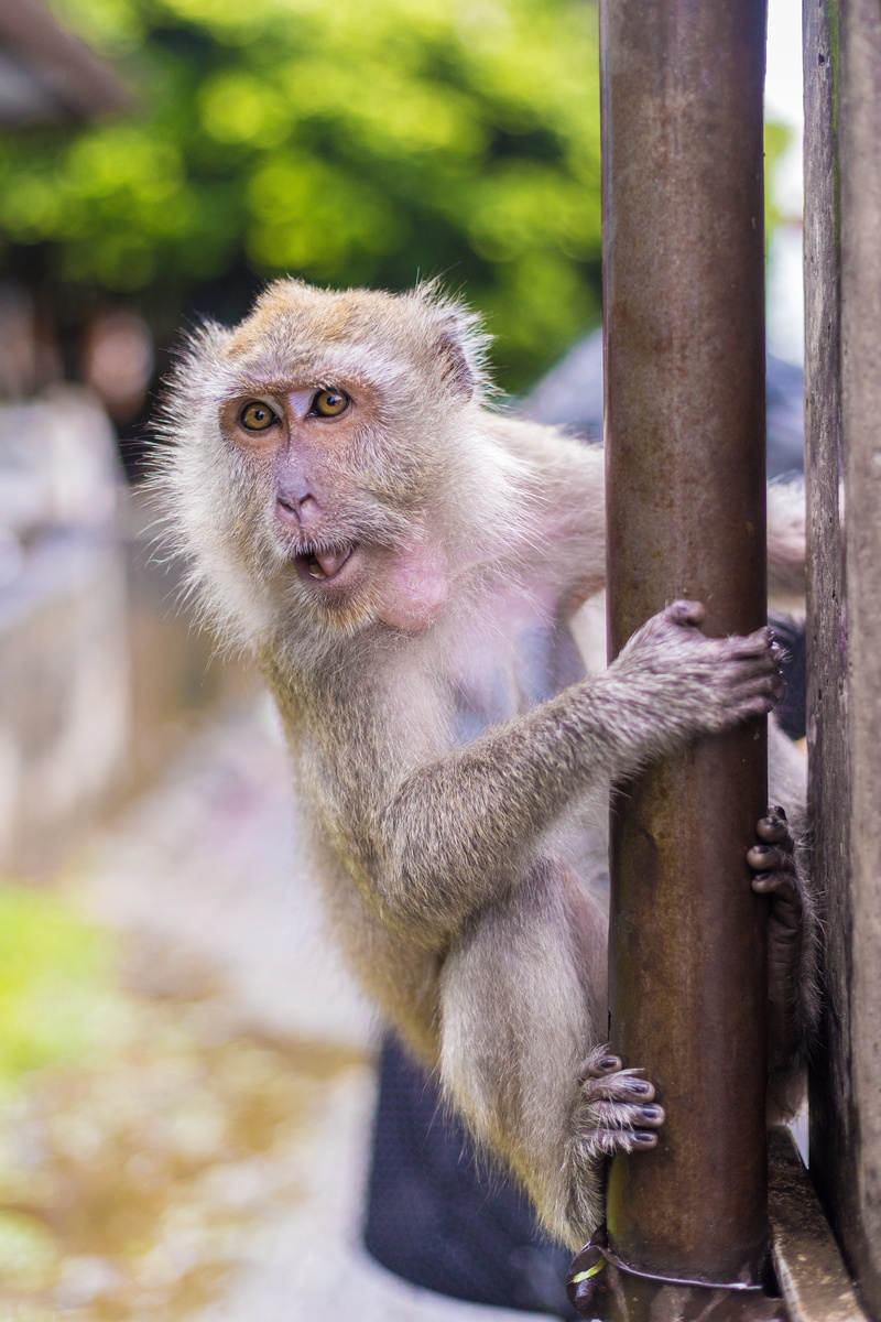 monkey, temple, sitting, primate, railing, animal wildlife, 5K, cute, thailand, äffchen, southern thailand, sweet, animal world, no people, vertebrate