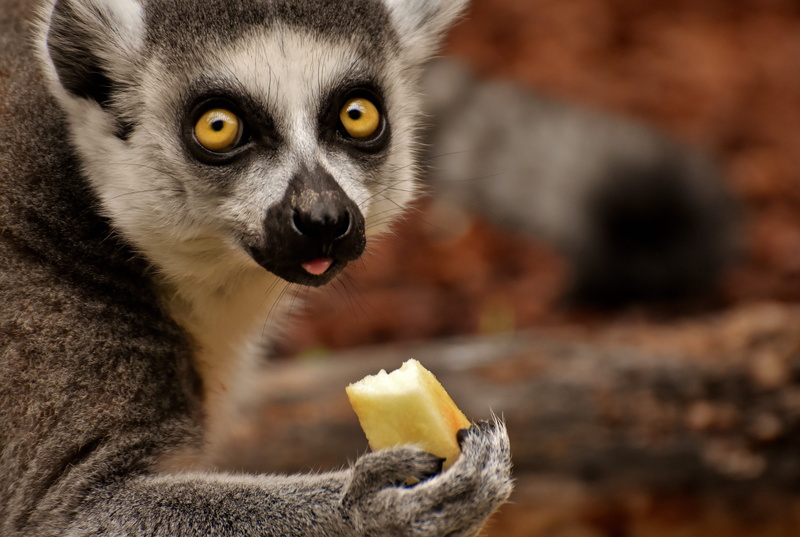 eat, animals in the wild, cute, zoo, animal, lemur, äffchen, sweet, monkey, food, mouth open, looking at camera, animal wildlife, hungry, animal world