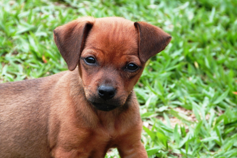 cute, funny, short, domestic, little, happy, happy dog, pup, canine, coated, doggy, lovely, purebred, field, small, one animal, dogs playing, puppy, cute animals