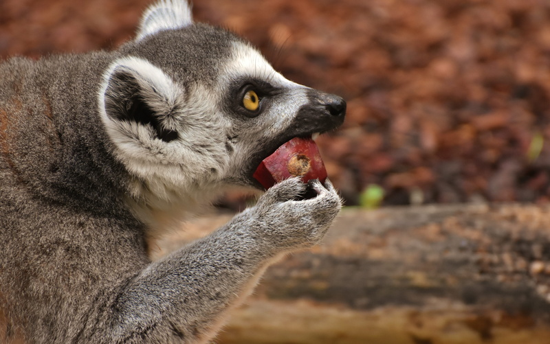 close-up, animals in the wild, animal, animal world, food, outdoors, 5K, zoo, cute, nature, lemur, eating, one animal, no people, mammal, äffchen, vertebrate