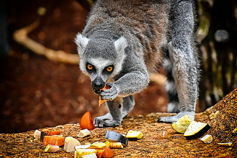 forest, no people, tierpark hellabrunn, day, nature, focus on foreground, healthy eating, one animal, monkey, food, food and drink, animal, lemur, eating