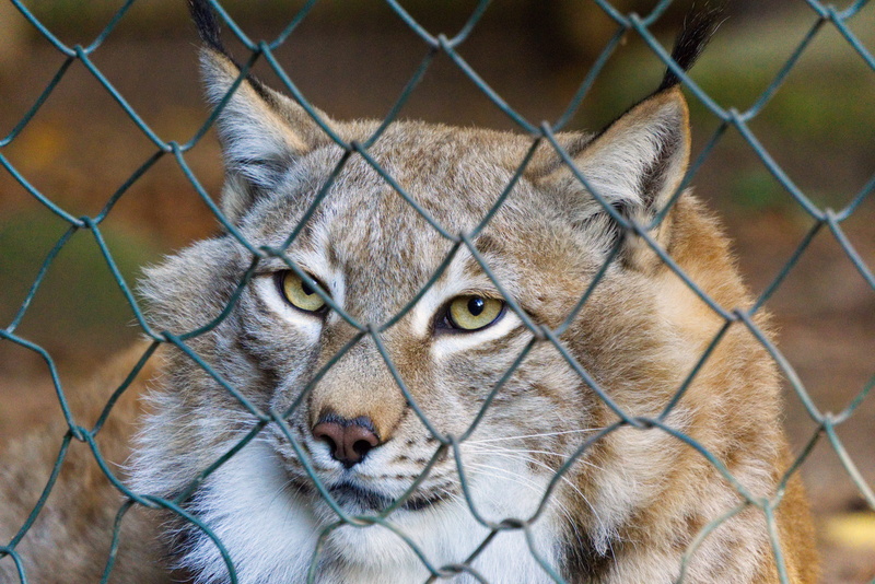 mouth, animal themes, eyes, animal body part, cute, ears, animal eye, mourning, captivity, mammal, lynx, security, portrait, feline, head, one animal, cat