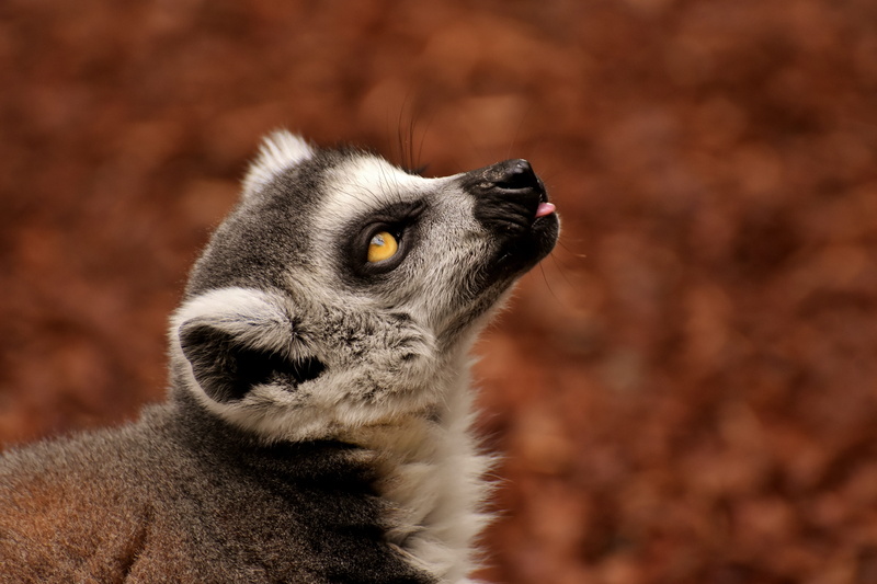 animal, äffchen, focus on foreground, animal body part, zoo, alertness, vertebrate, looking, looking away, 5K, animal world, sweet, portrait, meerkat