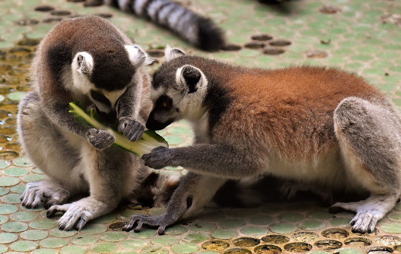 animal, young animal, togetherness, care, äffchen, cute, adult, mammal, day, zoo, animal wildlife, animal world, group of animals, monkey, close-up, tierpark hellabrunn