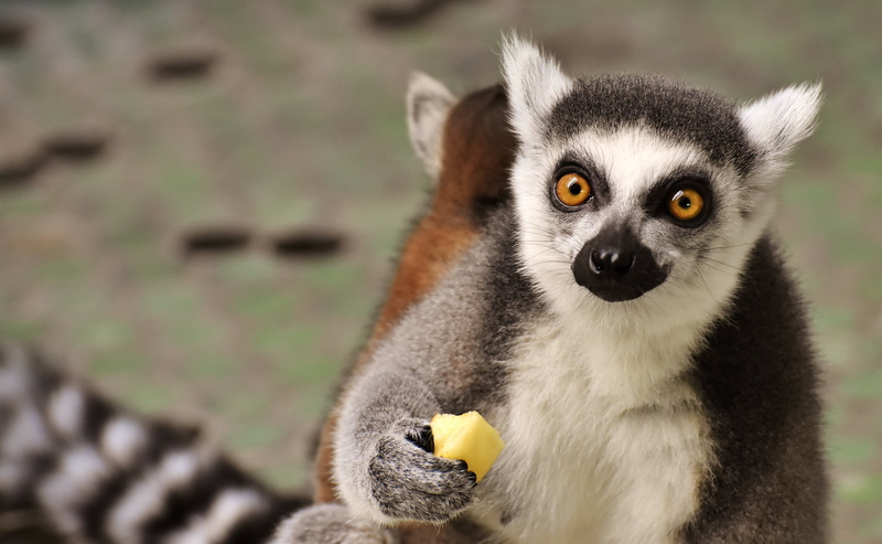 monkey, portrait, day, mammal, yellow eyes, animal eye, close-up, tierpark hellabrunn, animal themes, nature, no people, looking, eat, one animal, focus on foreground