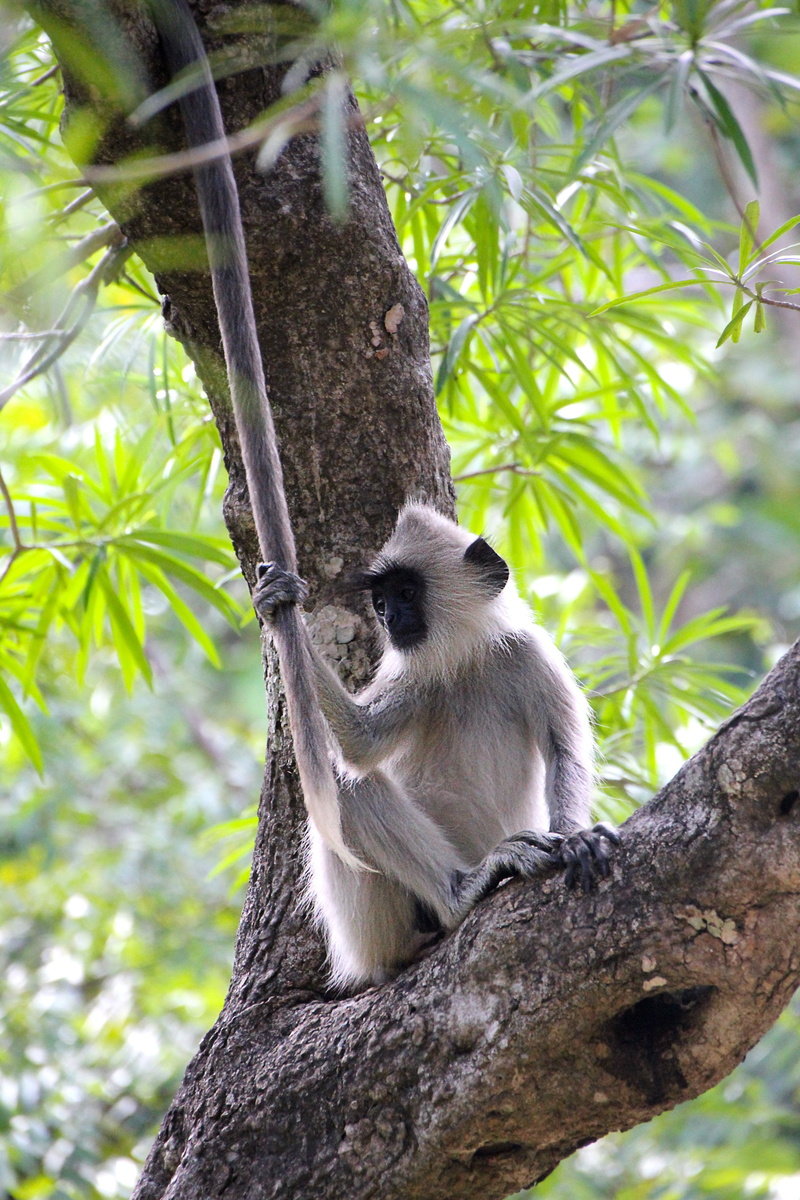 funny, animal, koala, creature, tree trunk, day, mammal, animal world, tree, plant part, outdoors, sri lanka, trunk, rainforest, no people, one animal