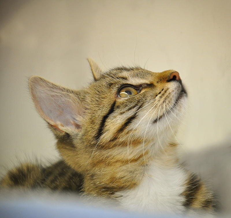 animal head, mackerel, whisker, animal world, brown, tiger cat, cute, young cat, close, profile view, feline, profile, cat, pets, small, no people, animal