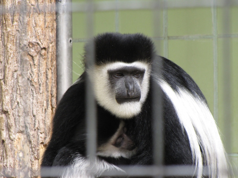 animal themes, outdoors, primate, day, one animal, nature, Ape, monkey family, animal hair, hair, cute, animal wildlife, imprisoned, äffchen, black color