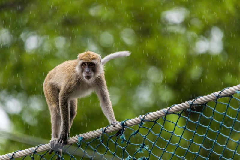 song khla, monkey temple, close, wire, fence, outdoors, hairy, primate, looking, portrait, day, aggression, park, one animal, strommast, white, brown, animal wildlife