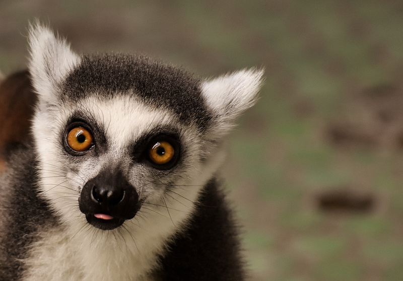 animal themes, 2K, photo, mammal, animal world, munich, nature, zoo, looking, closeup, animal, no people, eat, one animal, black, focus on foreground