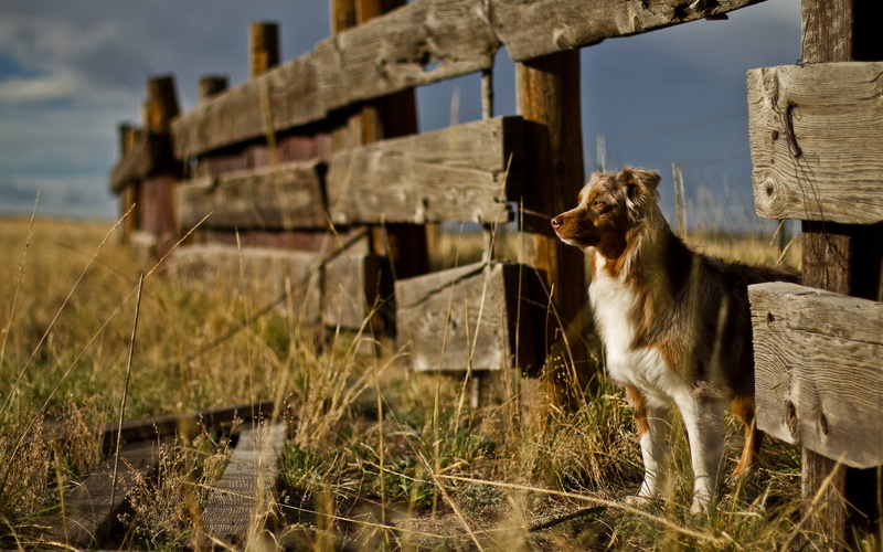 dog, fence, hd, 2K, animals