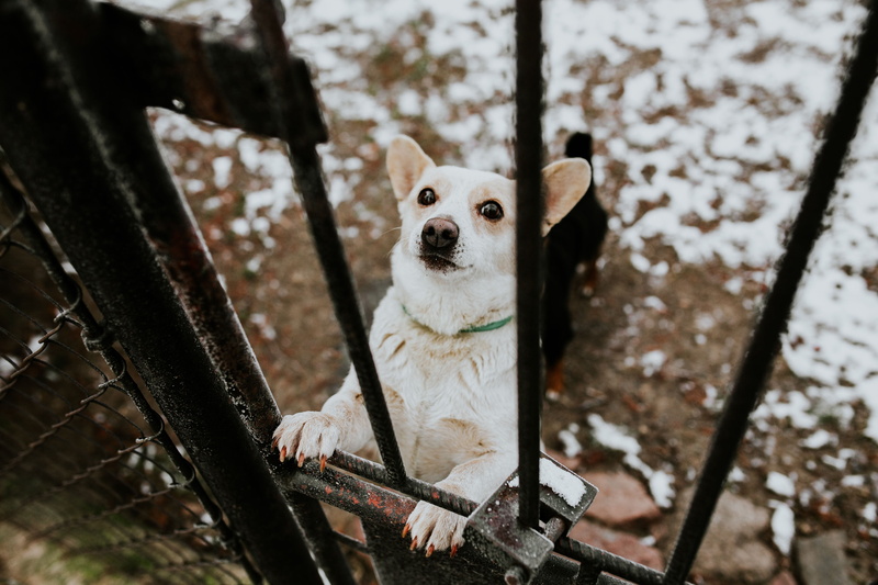 looking at camera, fence, mammal, animal wildlife, portrait, no people, nature, animal themes, 5K, focus on foreground, behind, day, outdoors, selective focus