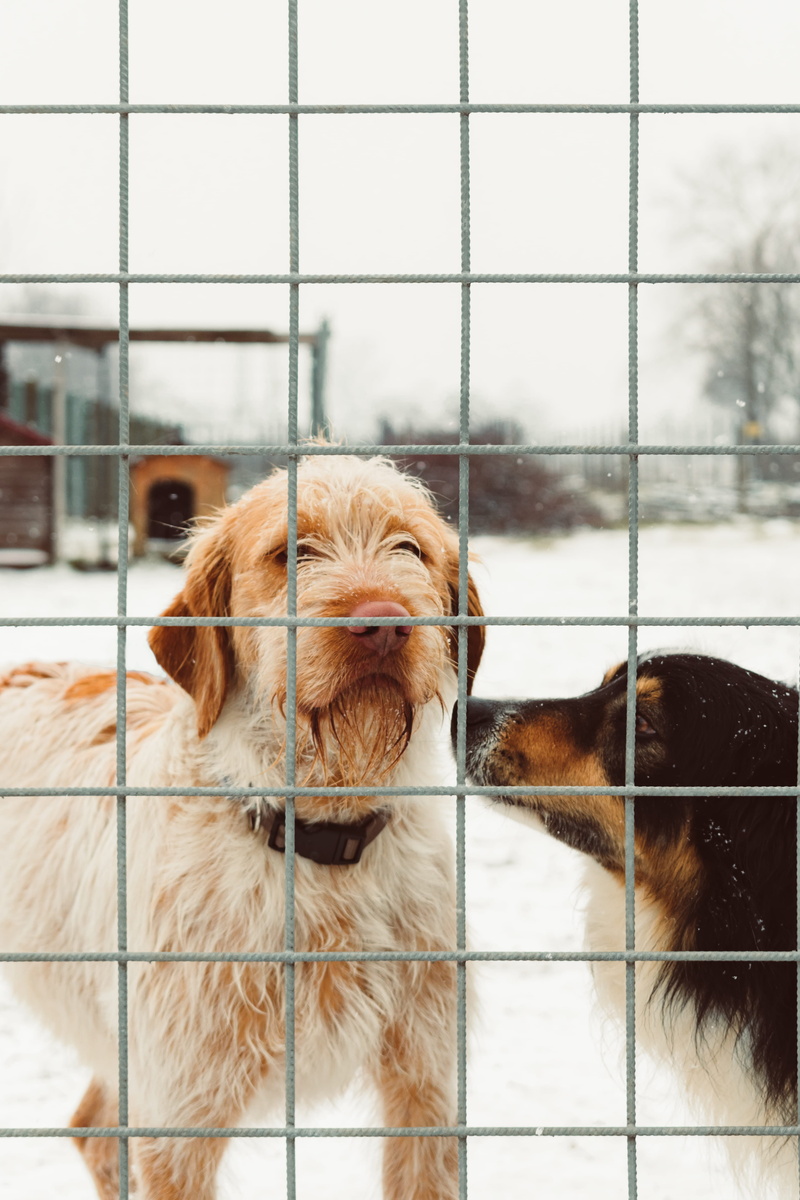 outdoors, animal themes, domestic animals, looking, standing, dog, snow, two, tan, pet, domestic, fence, animal, cage, looking away, no people, gray, day