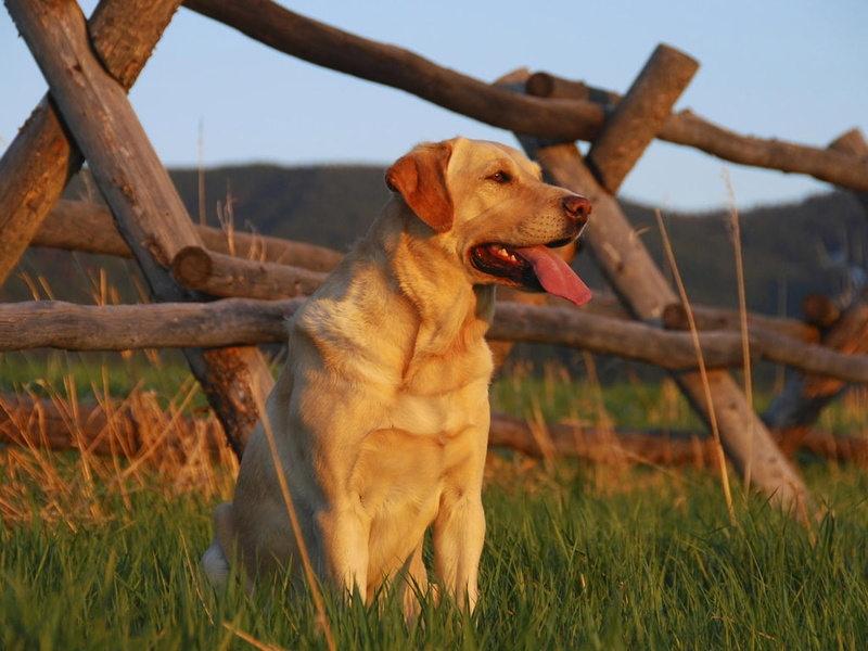big, short, animals, hd, 480P, coated, tan, fence, nice, dog, sky, grass, wait