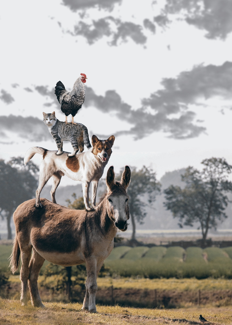 herbivorous, bremen town musicians, group of animals, animals, focus on foreground, animal family, rural scene, livestock, town musicians, white, bremen