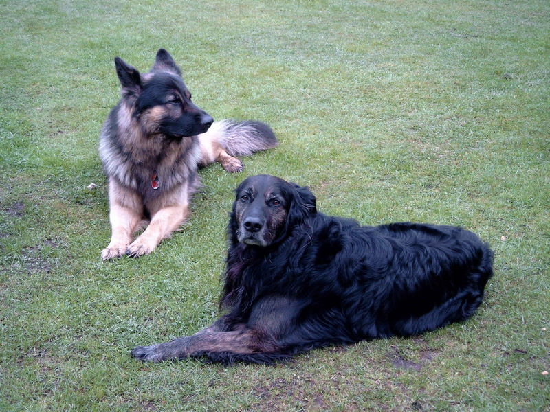 arco, german, intiligend, 1080P, rex, shepherd dog, loyal, alert, animals, shepherd, coated, tan, black, medium, sized, flat, dog