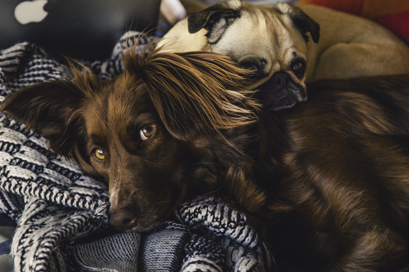 little, 4K, dogs, animals, vertebrate, sofa, animal themes, dog, togetherness, people, relaxation, cute, pets, no people, bed, adorable, animal, one animal