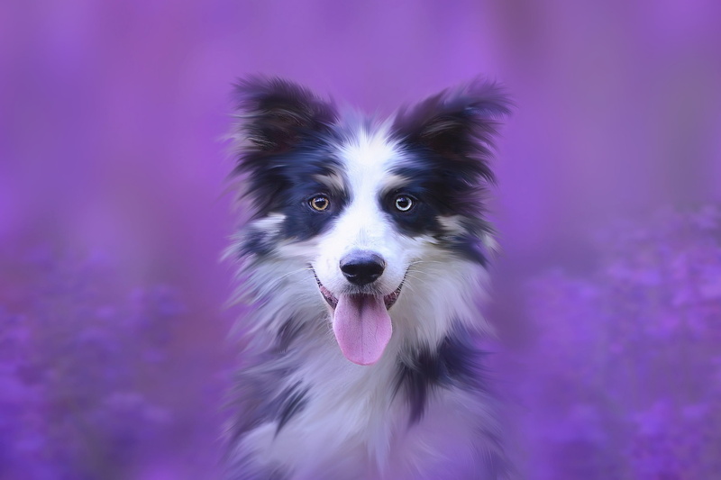 pet, dreamy, collie, fur, pets, focus on foreground, animal tongue, animal head, border collie, mammal, animal body part, looking at camera, cute, animal themes