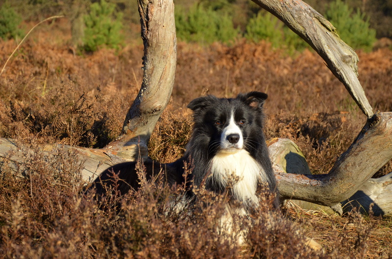 nature, no people, animal wildlife, animal, Border Collie, domestic, land, british sheepdog, border, outdoors, purebred, one animal, collie, canine, 4K
