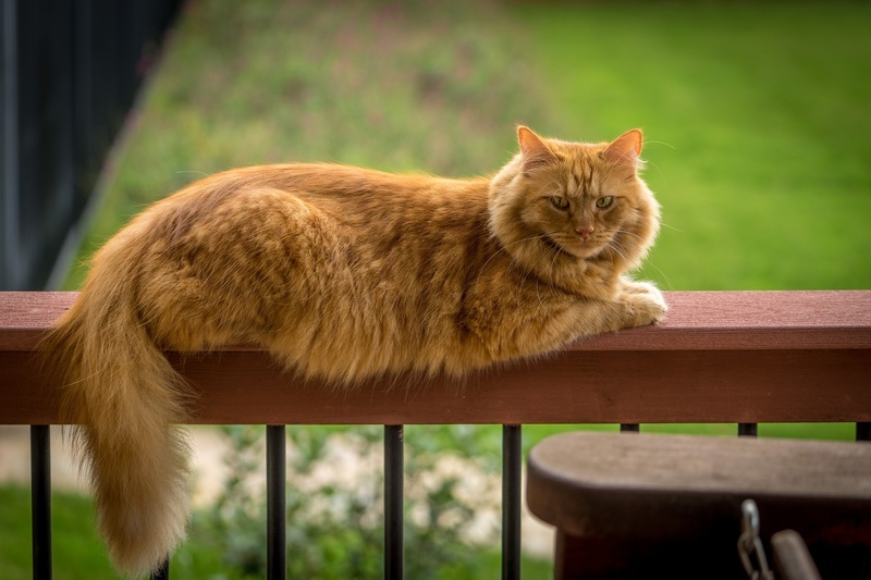 focus on foreground, napping, maine coon cat, outdoors, 1080P, pets, seat, watching, bench, domestic animals, whisker, looking, cat, wooden, mammal, no people