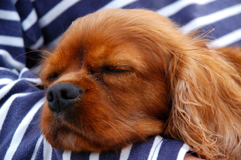 animal themes, Cavalier, no people, s, animal head, Animal, indoors, domestic animals, domestic, snout, brown, arm, pet, spaniel, animal body part, person