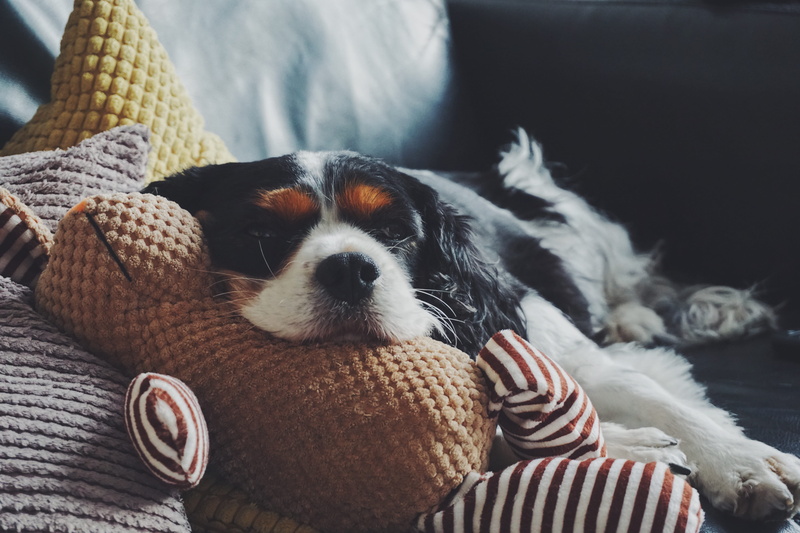 lying, cosy, sleepy, animal, dog, pet, sofa, inside, room, domestic, 5K, king, vertebrate, relaxation, sleeping, cushion, comfy, toy, young animal, animal themes