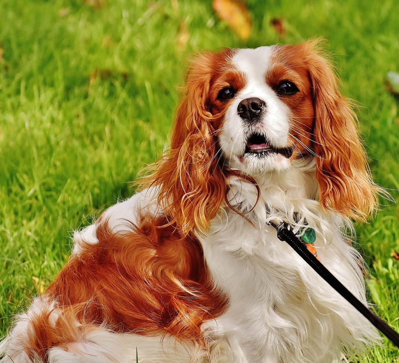dog, adult, vertebrate, canine, fur, grass, no people, funny, green, plant, domestic animals, spaniel, charles, pets, 2K, white, cavalier, one animal