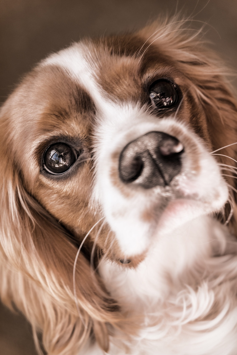 cute, pets, photography, blenheim, pedigree, close-up, purebred, bright, red, young, cavalier, 4K, brown, charles, hair, whisker, domestic, adorable, one animal