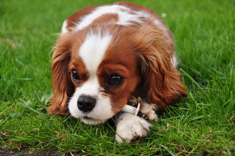animal themes, spaniel, brown, 4K, charles, domestic animals, dog, field, grass, no people, cavalier king charles spaniel, cavalier, animals, mammal, domestic