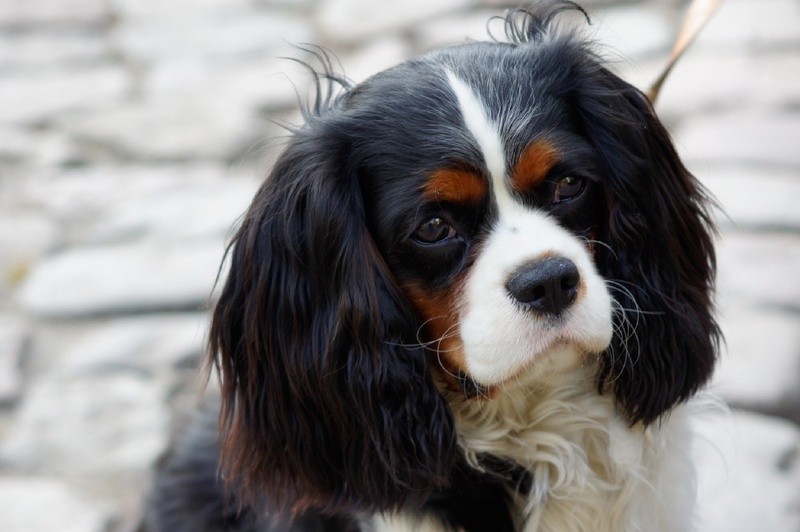 looking, cavalier King Charles Spaniel, focus, canine, photography, snout, small, face, king charles, sitting, close-up, animal eye, animal body part, pets