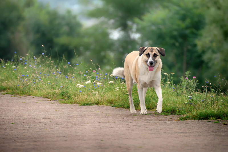looking, Im walking, Natur, animal, outdoors, puppy, dog, Tier, shepherd, adult, mammal, nature, canine, Anatolian shepherd, white, fawn, portrait, 4K