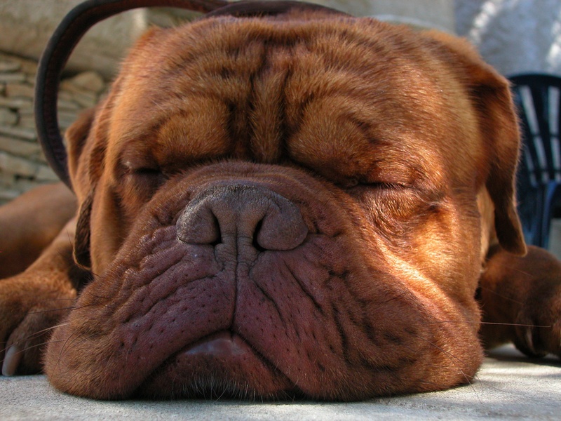 eyes closed, mastiff, vertebrate, cute, puppy, purebred Dog, sleep, animal, one animal, close-up, relaxation, brown, grey, looking, resting, pavement, napping