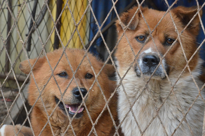 nature, brown, canine, barrier, sad, puppy, schäfer dog, vertebrate, day, animals, imprisoned, boundary, no people, domestic animals, animal, sweet, caught