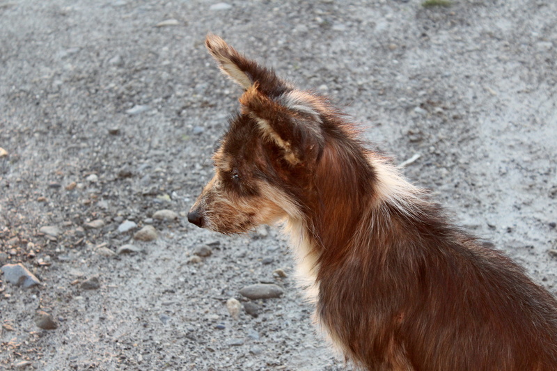 love, no people, text, alone, hand, Cute, land, doggy, breed, looking, standing, Puppy, domestic animals, brown, sad, adopt, design, Dog, funny, symbol
