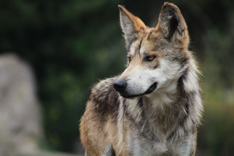 outdoors, wolf, observe, domestic, dog, pets, puppy, animal head, pawed Mammal, close-up, rest, zoo, animal wildlife, 4K, tenderness, looking, male, wildlife