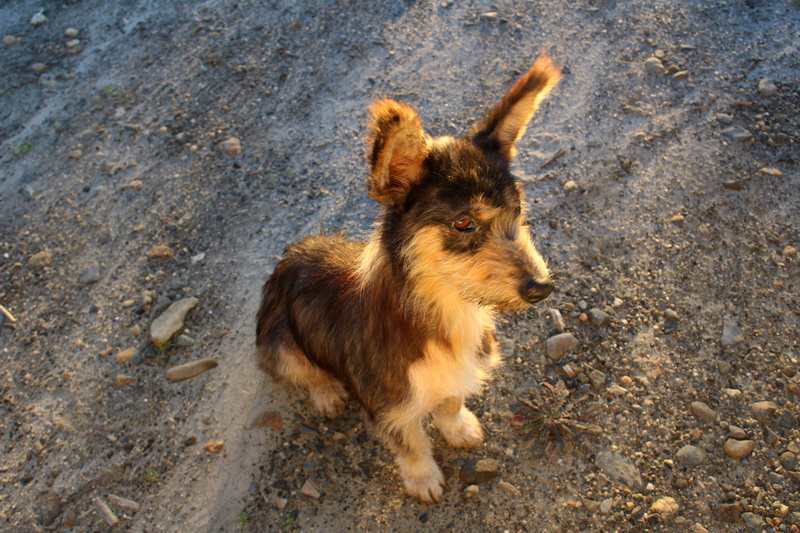 print, domestic animals, land, Puppy, love, symbol, adopt, lonely, mammal, sad, brown, doggy, cartoon, field, Cute, 5K, Dog, vertebrate, looking, day