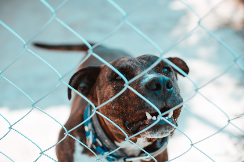 behind, chainlink fence, focus on foreground, one animal, mammal, pets, fence, gray, fierce, adult, bull, daytime, 5K, photo, dog, teeth, animal, caged