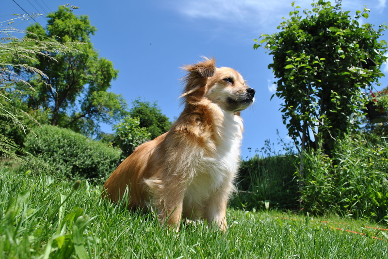 lawn, animal themes, Dog, animal, Grass, 4K, canine, Sweet, one animal, doggy, pets, Garden, golden retriever, mammal, purebred dog, looking, domestic