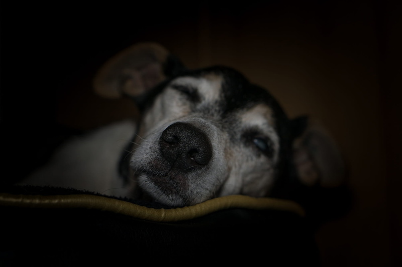 dark, close-up, black background, animal themes, animal head, tan, dog, sleep, face, cute, black, smooth hair, jack russel, ears, lying down, fur, care dog