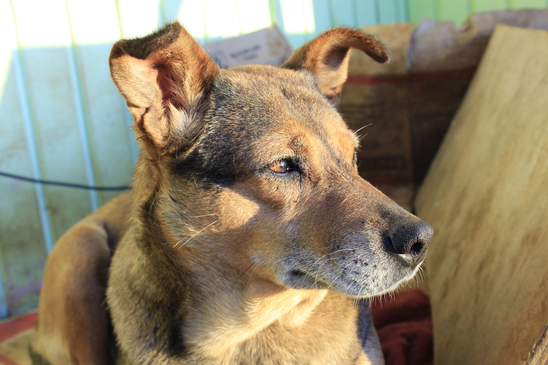 one animal, animal head, domestic animals, portrait, sitting, cute, mammal, shepherd, breed, love, purebred, 5K, black, funny, puppy, pets, doggy, young