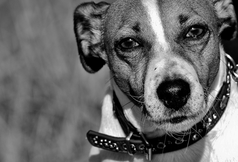 animal body part, jack russell, sweet, Terrier, vertebrate, black And White, pet collar, 2K, dear, short, animal themes, grayscale, Pet, purebred Dog