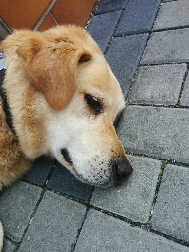 portrait, sidewalk, purebred, cobblestone, cute puppy, one animal, puppy, paving stone, vertebrate, canine, 1080P, sad, pet, no people, outdoor, relaxation