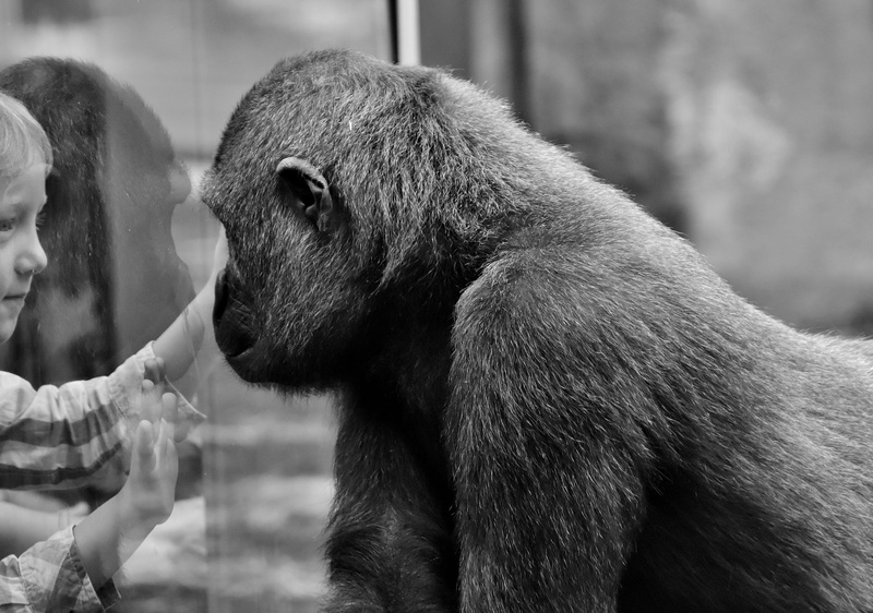 pain, animals in captivity, animal wildlife, gray, sad, one animal, mammal, focus on foreground, farewell, photo, 1080P, animal themes, animal world, hellabrunn