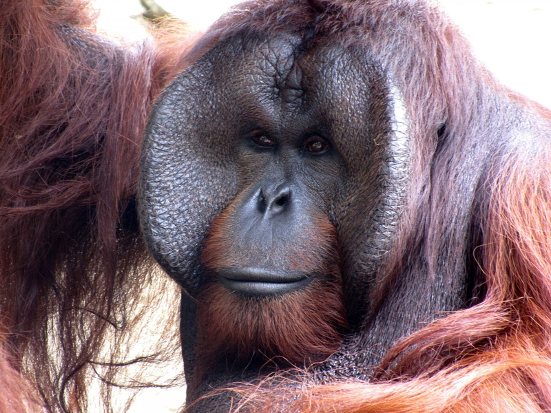 animal themes, fur, looking, intelligence, portrait, species, face, huge, long life span, pongo, animal body part, close-up, animal wildlife, primate, mammal