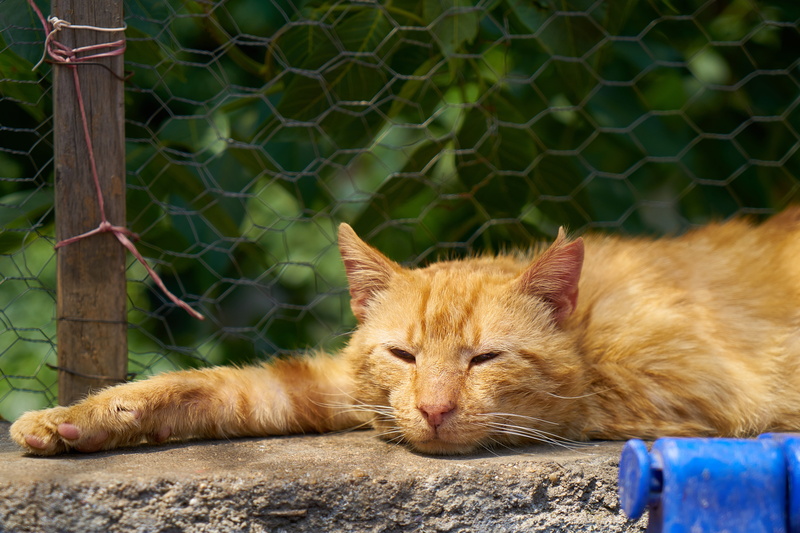 street, the homeless, animal portrait, eye, tabby, carnivora, puppies, ginger cat, orange, whisker, close, eyes closed, yellow, relax, animals, kitten