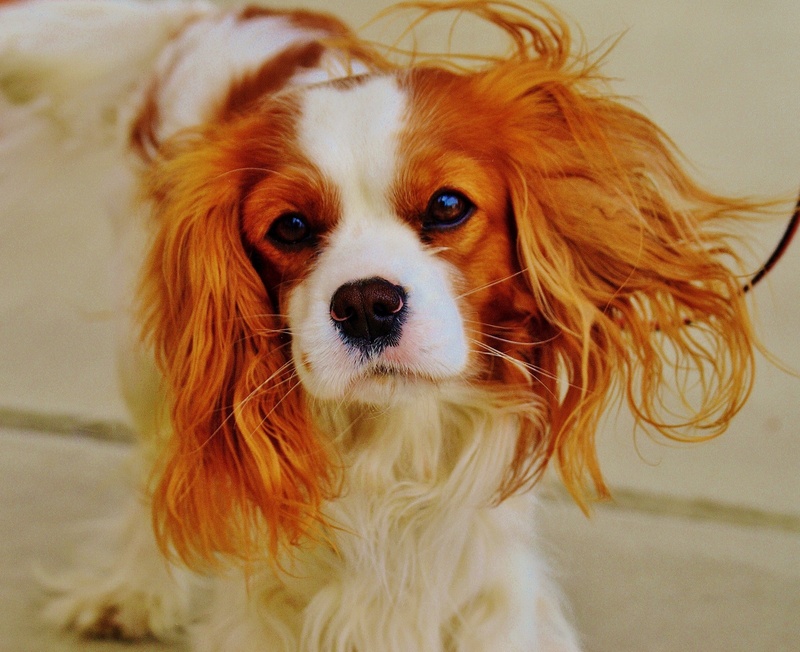 cute, indoors, hair, brown, animal hair, domestic animals, lap dog, canine, dog, small, pets, animal, purebred Dog, king, no people, animal themes, pet