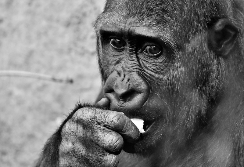 black, mammal, vertebrate, chimpanzee, day, eat, food, animal wildlife, Dangerous, people, primate, observing, close-up, animal world, animals in the wild