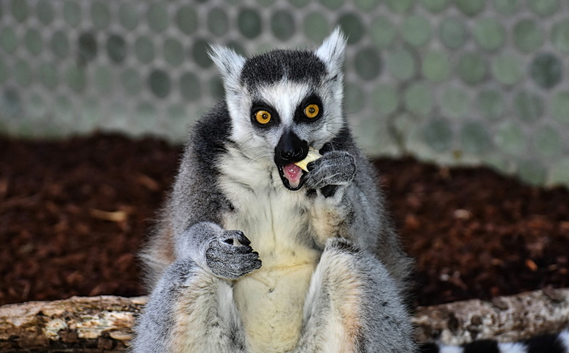 nature, animal wildlife, animal body part, looking at camera, one animal, close-up, animal, mouth, lemur, vertebrate, sweet, looking, focus on foreground